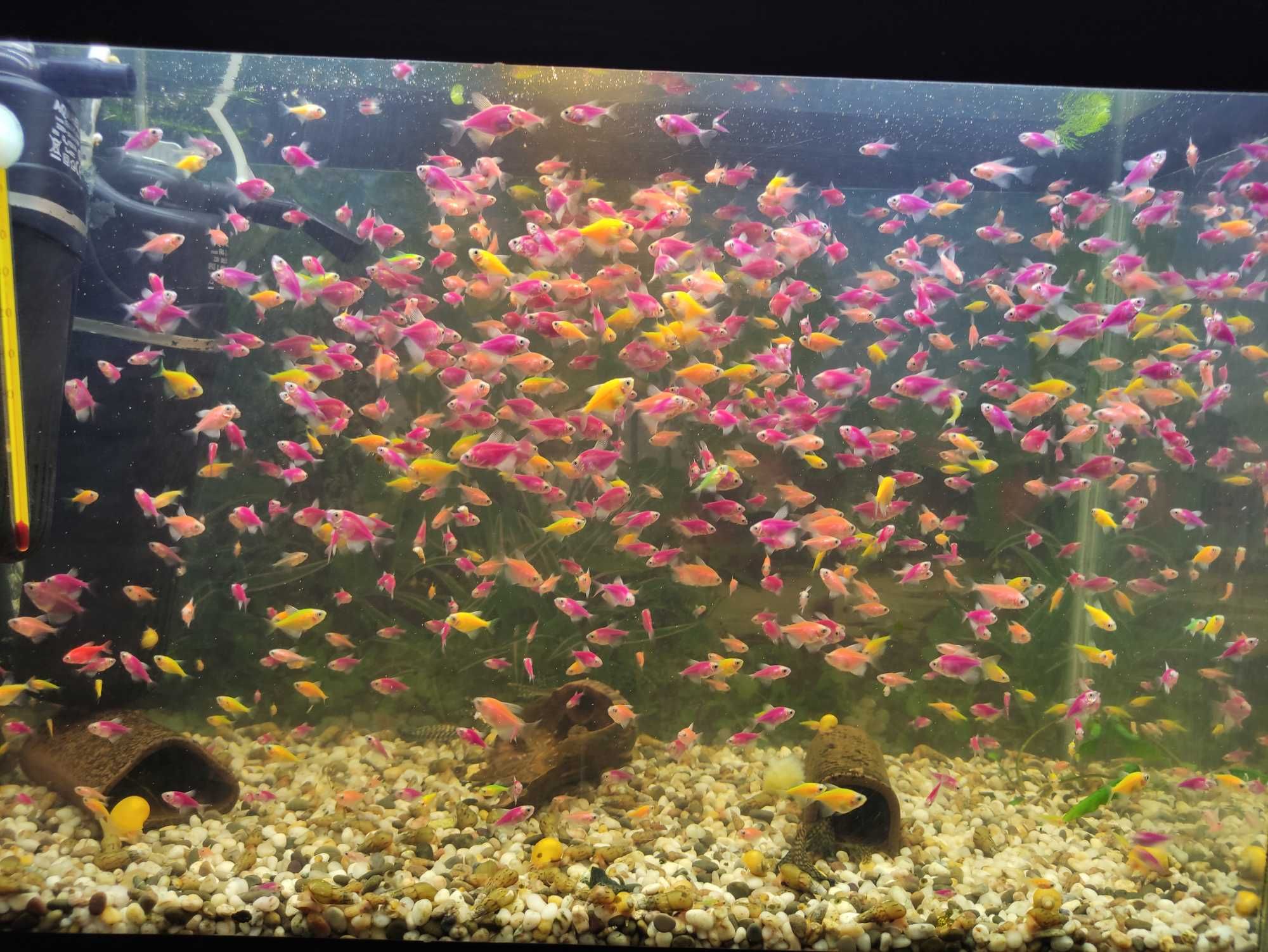 Тернеция GloFish