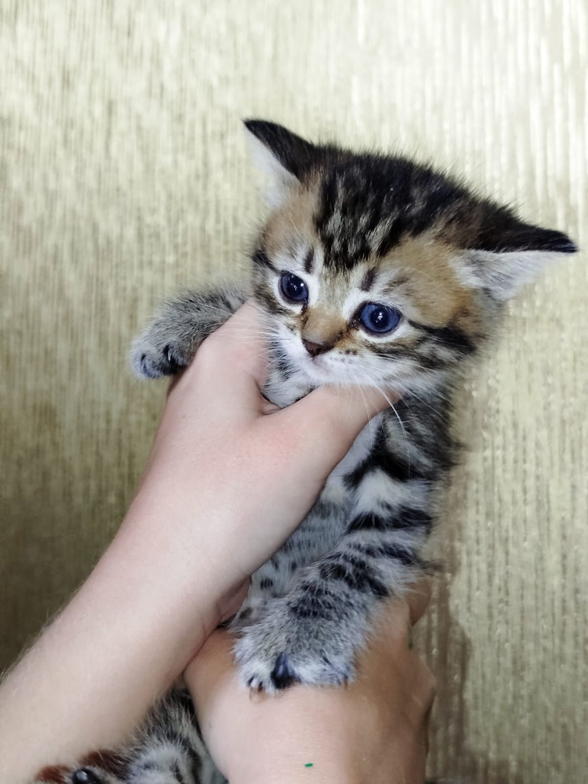 Продам котят британцев