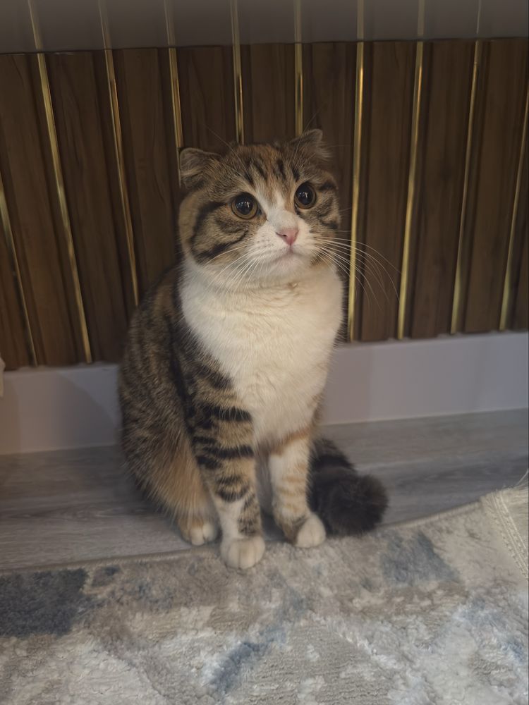 Вязка! Ищем кота для вязки