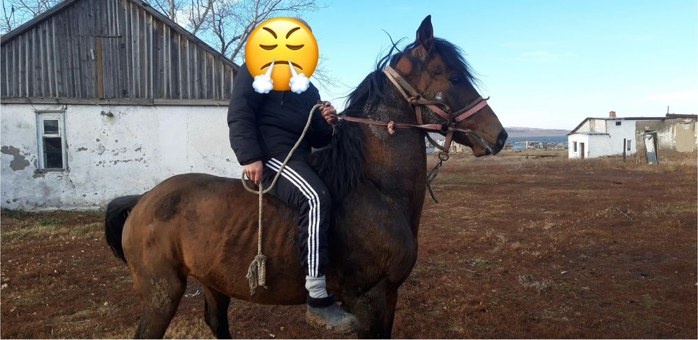 Продам жеребца полукровка