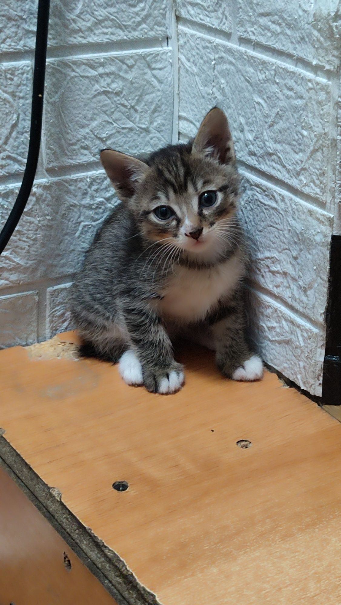 Котята отдам в хорошие руки