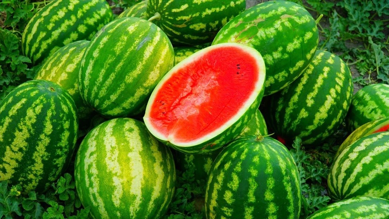 Продам арбуз оптом