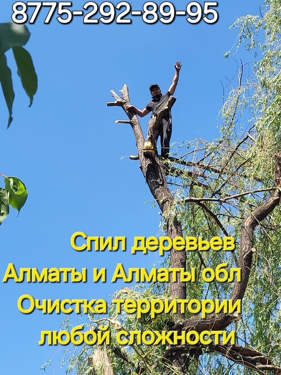 Спил распил дерево обрезка плодовых деревьев