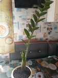Замиакулькас комнатные растения