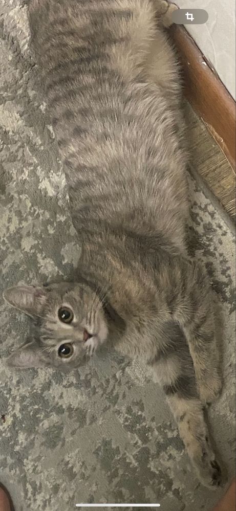 Котята родились 20.07.25