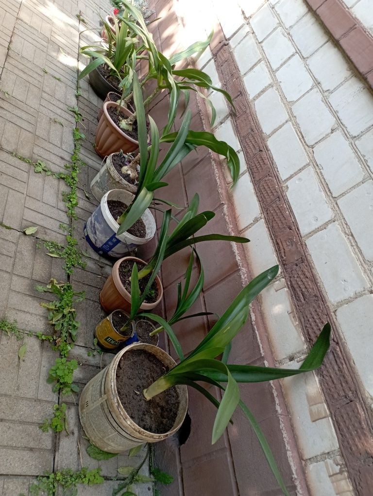 Продам цветок Кливия