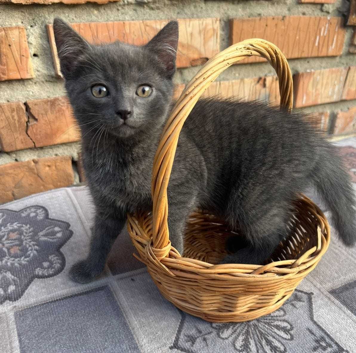 Отдам очень милых котят