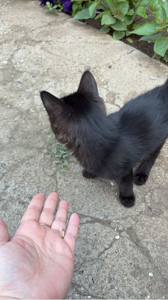 Отдам в хорошие добрые ответственные руки котят