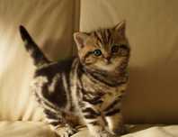 Шотландский котенок