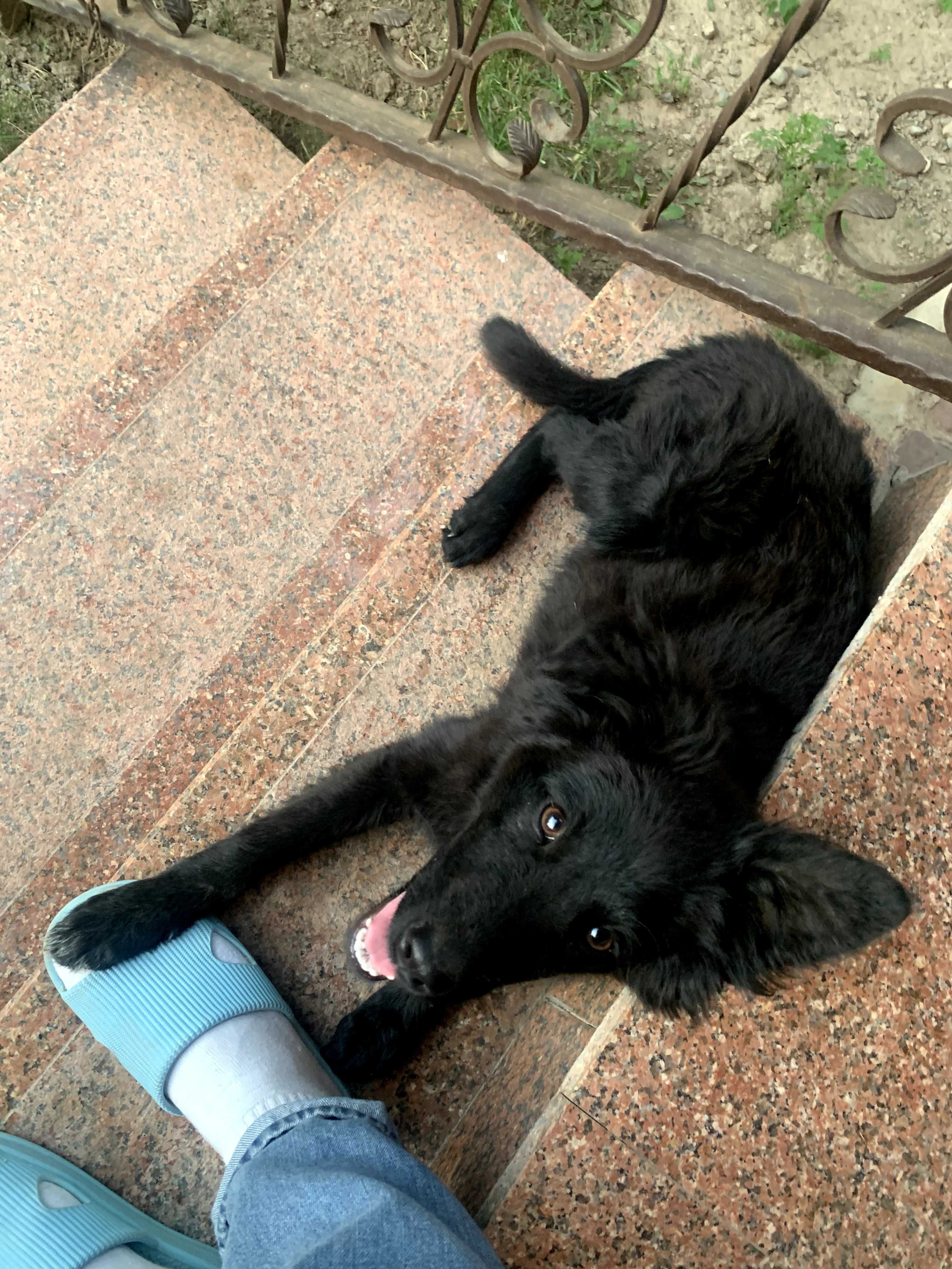 Ищет дом! Прекрасная собачка