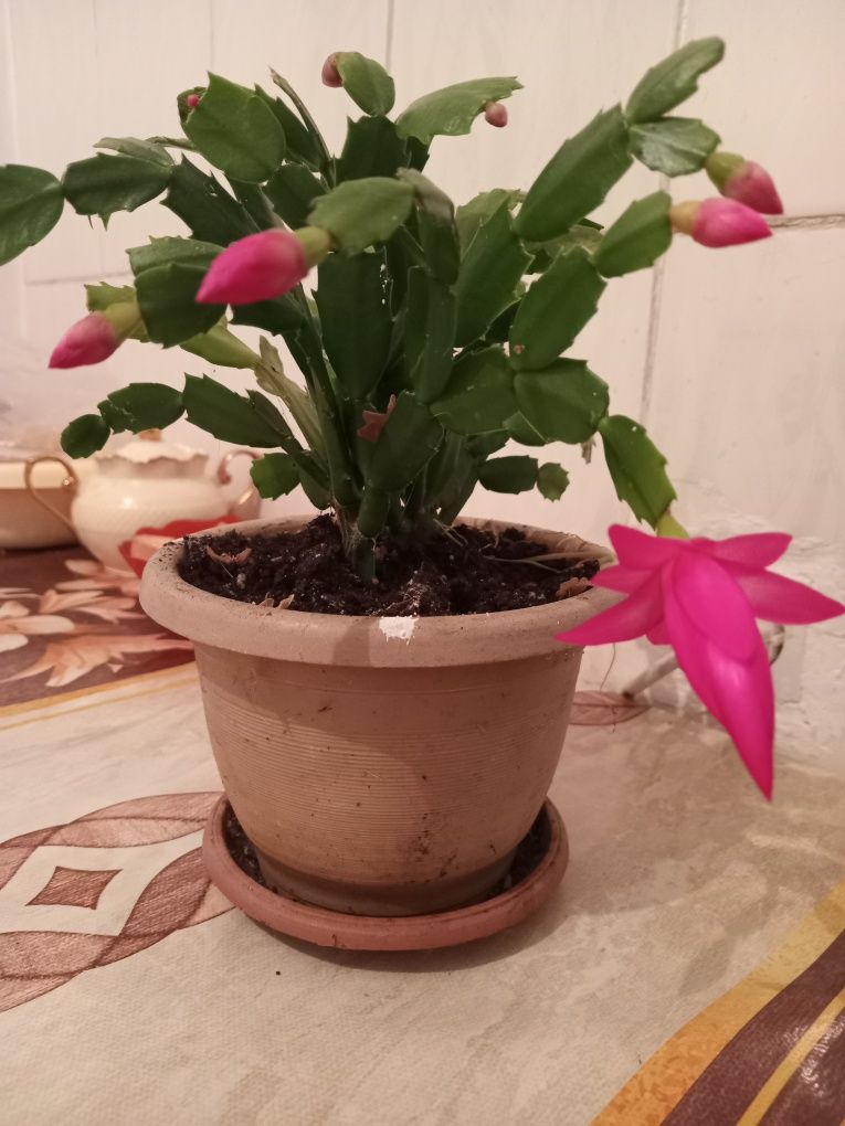 Продам домашние цветы недорого