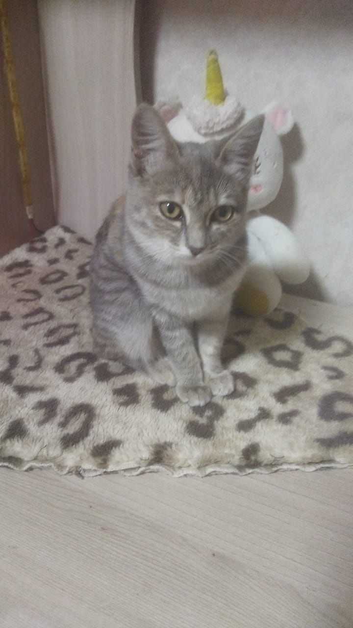 Отдадим кошечку в хорошие руки!