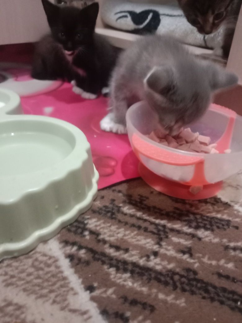 Отдам котят в добрые руки
