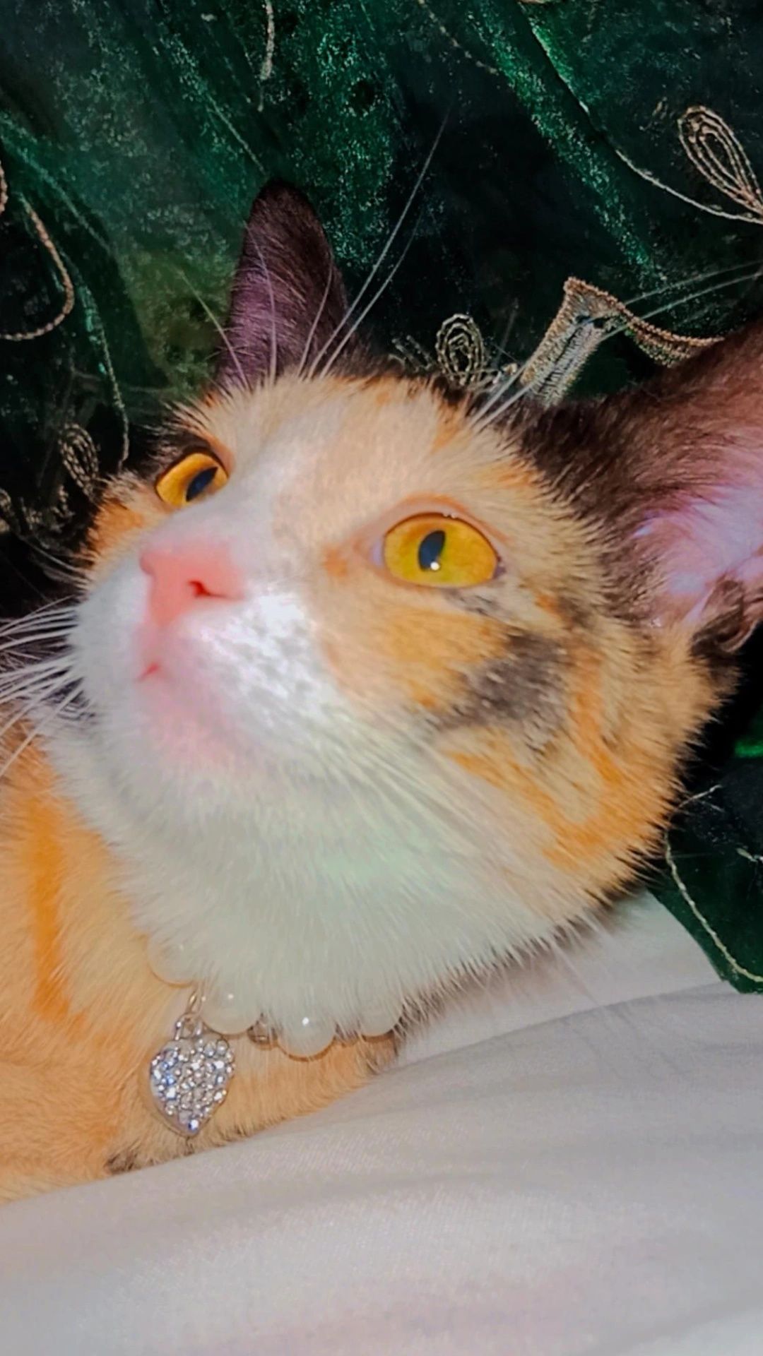 Котёночек ищет хозяина