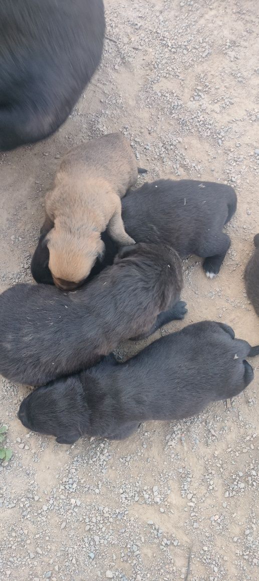 Шенки кане корс девочка