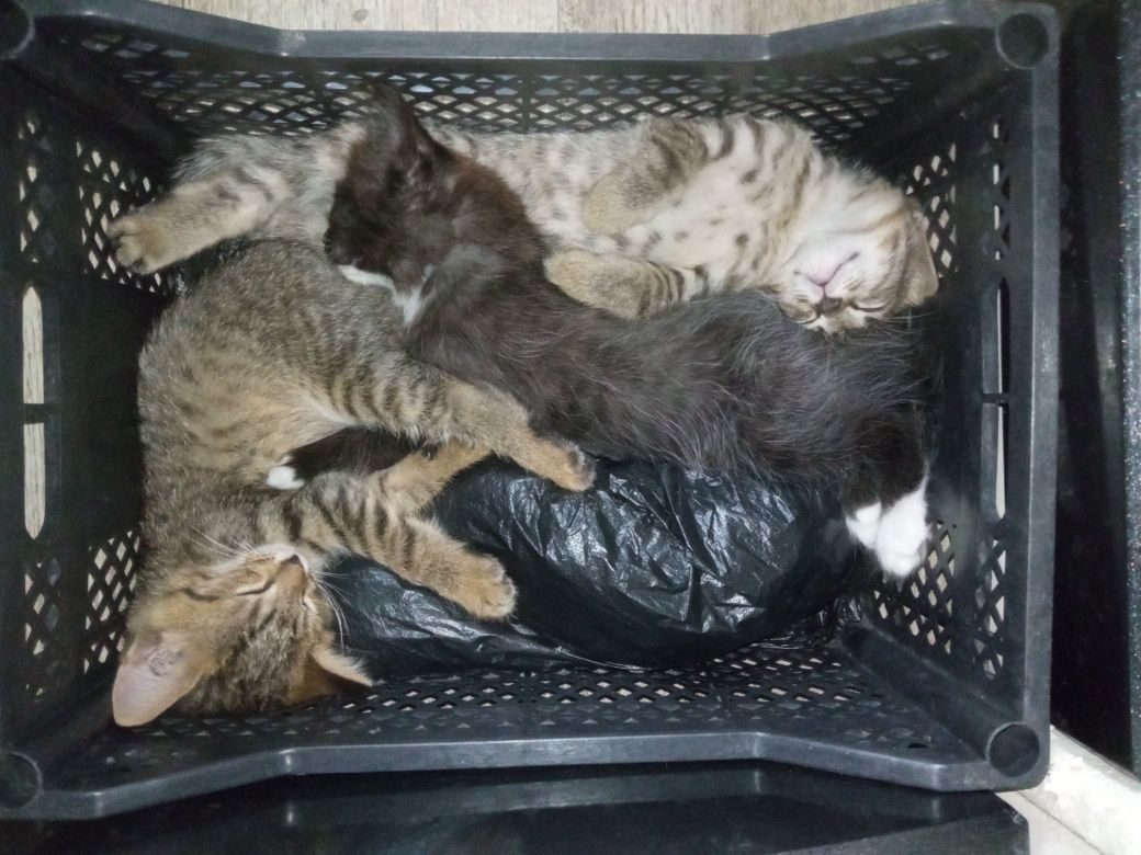 Продаются котята