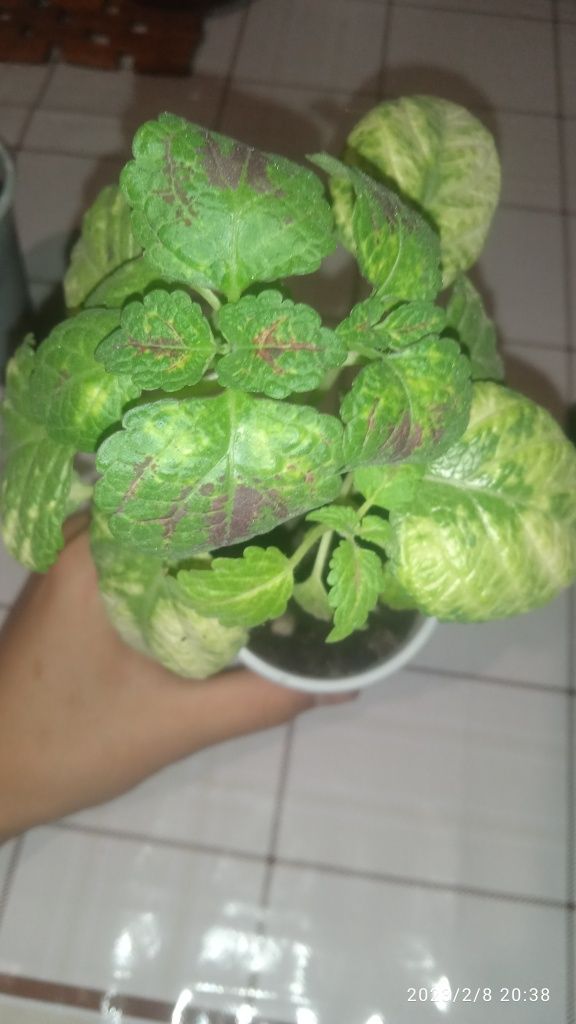 продам три черенок