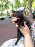 Котёнок мальчик.