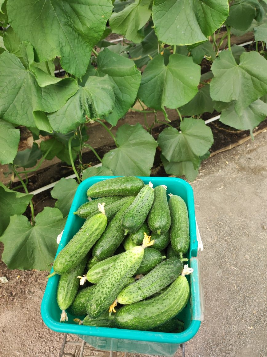 Огурцы домашние натуральный продукт