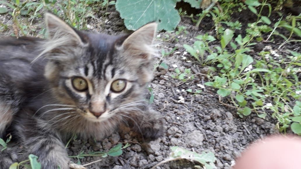 Котята крысыловы