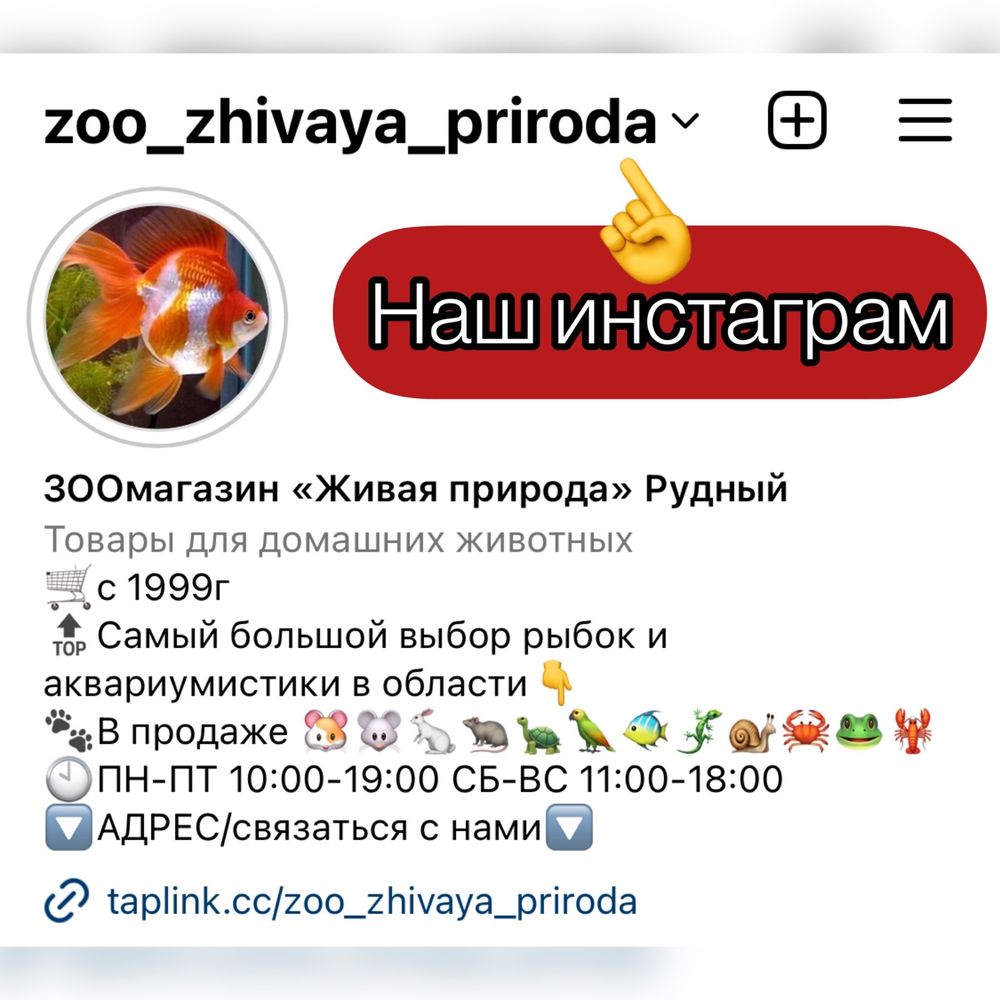 Золотая рыбка, скалярия, гуппи, гурами, неоны в зоомагазине