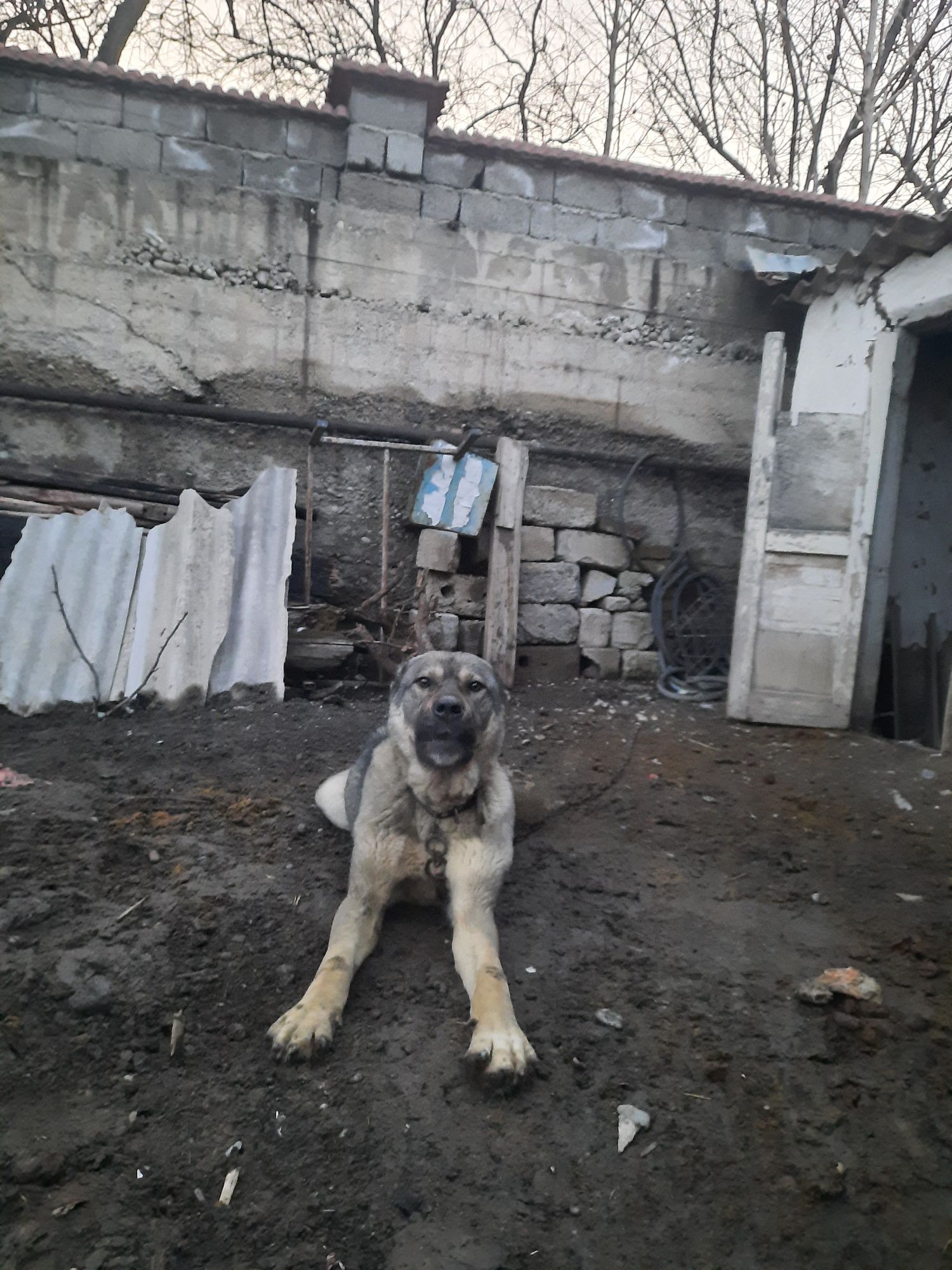Сатылады Алабай Кушык
