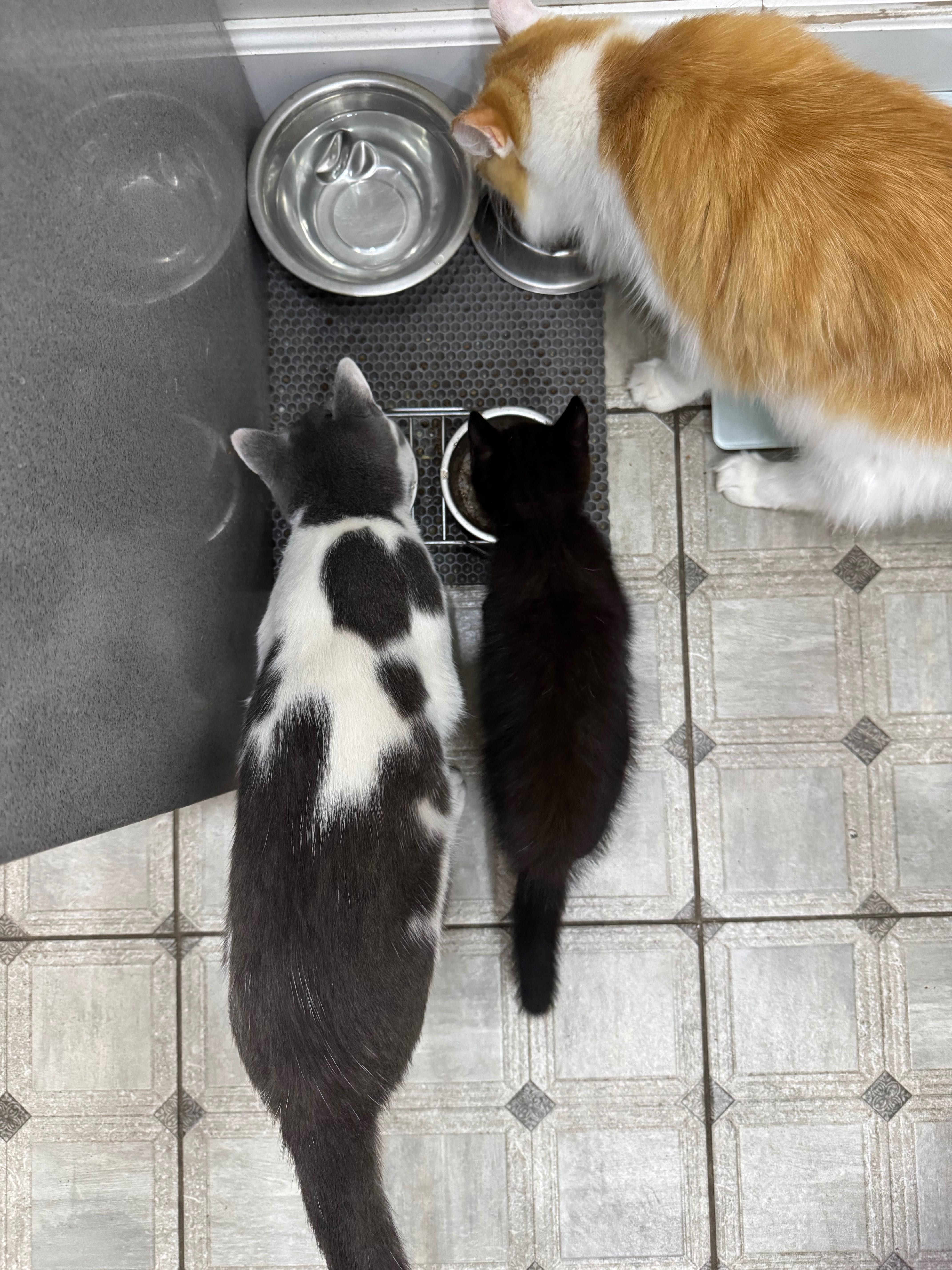 Отдам котёнка в хорошую семью.