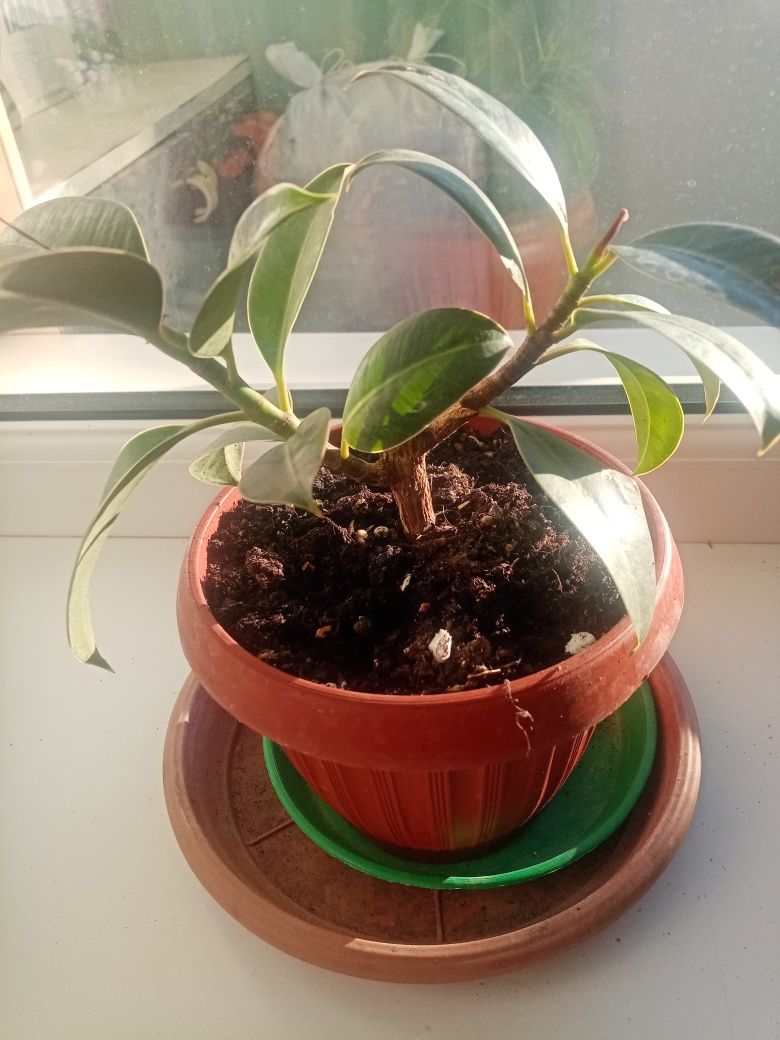 Продам фикус домашний