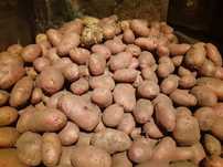 Продаю домашний крупный едовой картофель с глазками. Сортировка