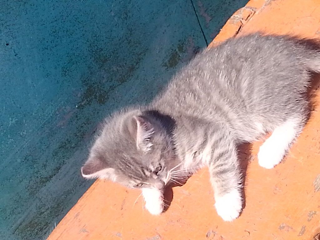 Отдам в хорошие руки котят