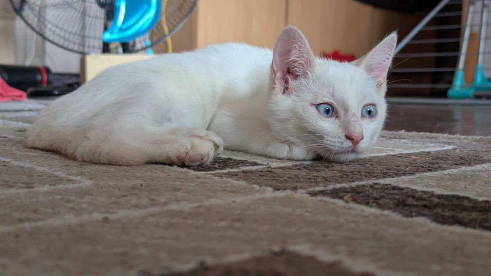 Котенок ищет дом