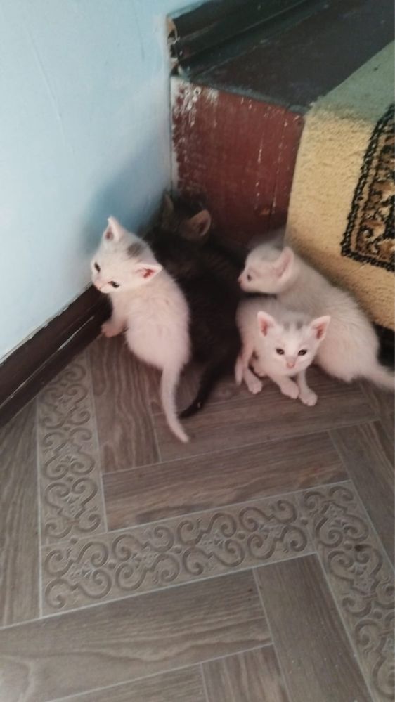 5 мысық бар, 3 ақ 2 қара.