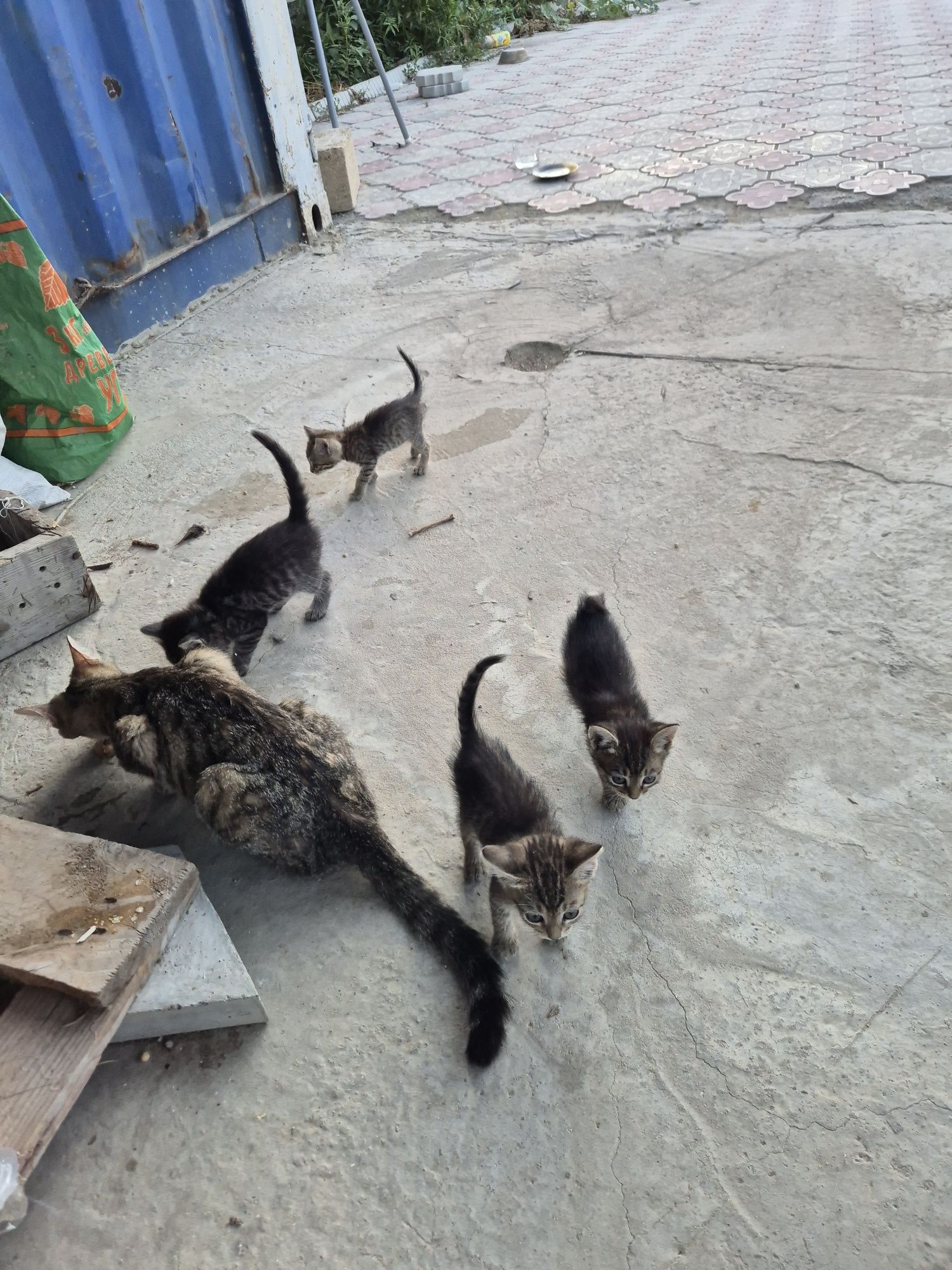 Мысық ,кот ,cat тегін