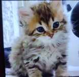 Отдаем бесплатно в хорошие руки двухмесячного котёнка.