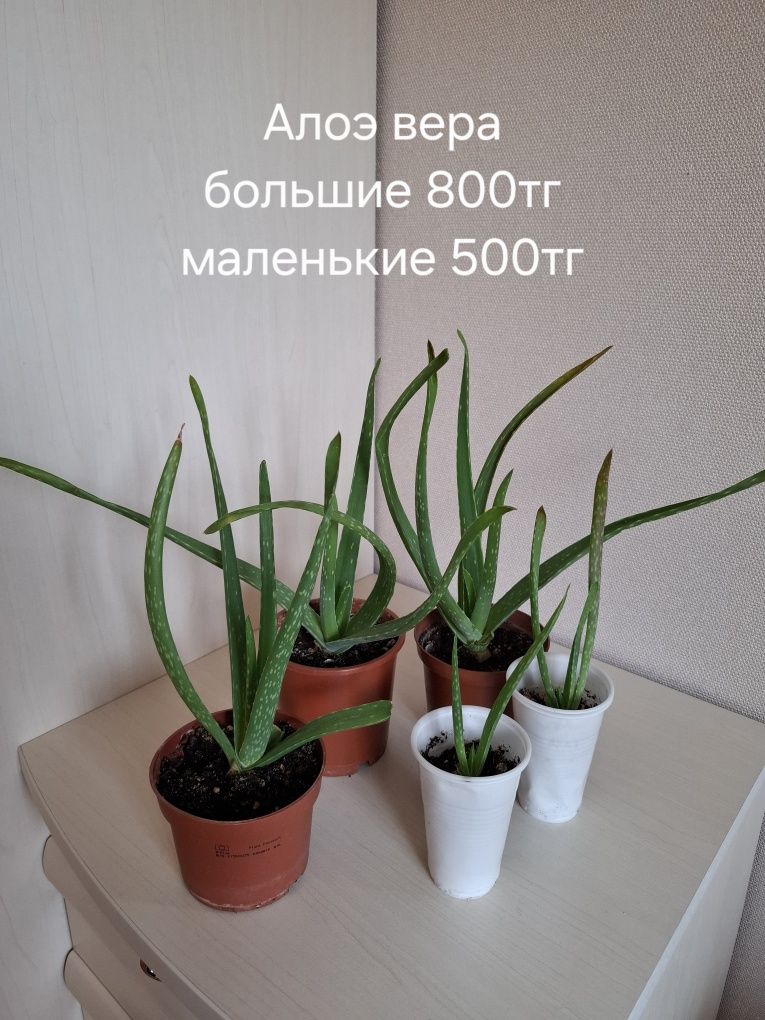 Продам комнатные растения