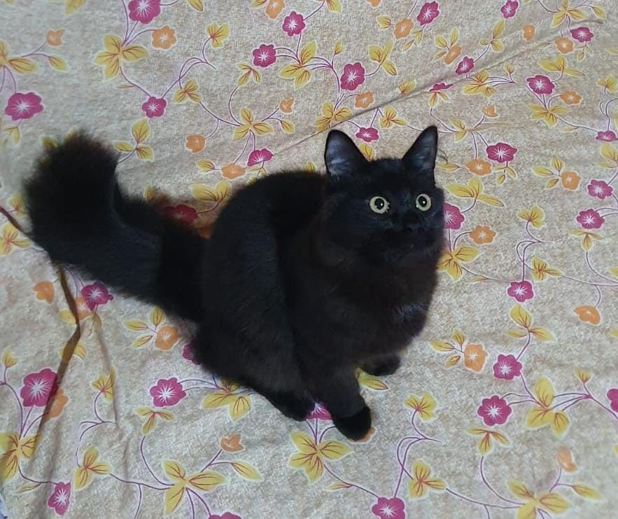 отдам котика в добрые руки