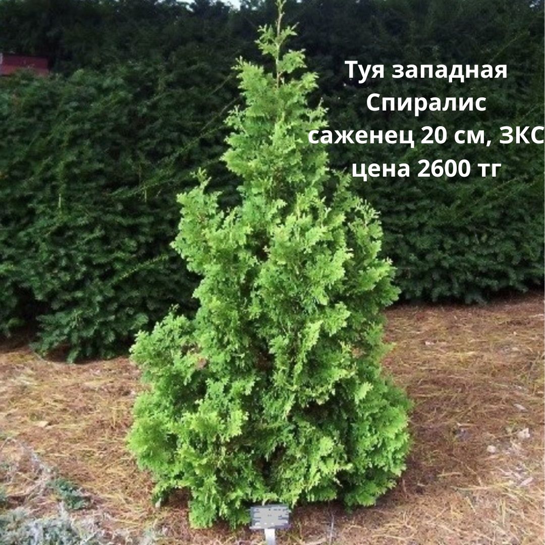 Туя, можжевельник, пихта