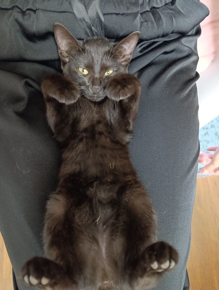 Отдам даром котёнка
