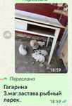 Котятам нужен дом!