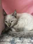 Котенок ищет дом