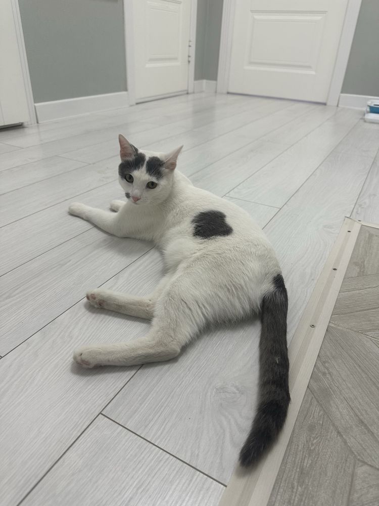 Кот 1,5 года в добрые руки