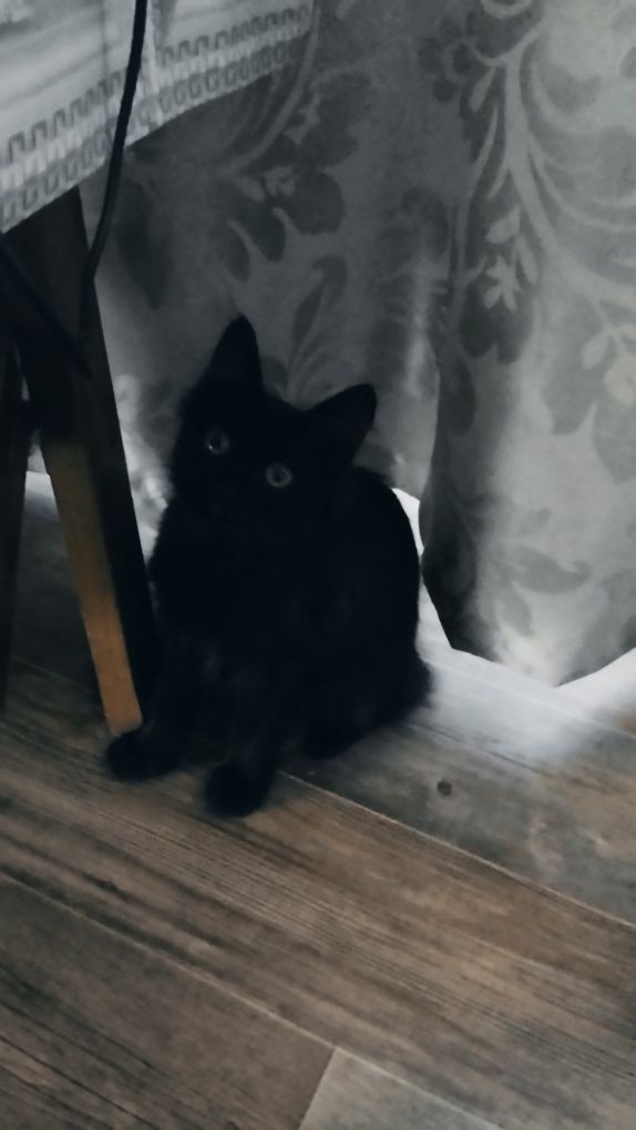 Котёнок девочка игривая глаза как у совёнка