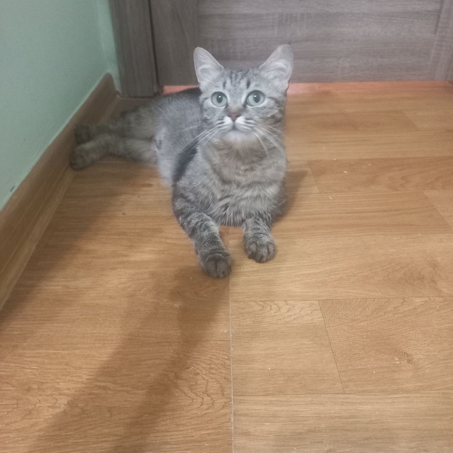 Отдам кошку девочку
