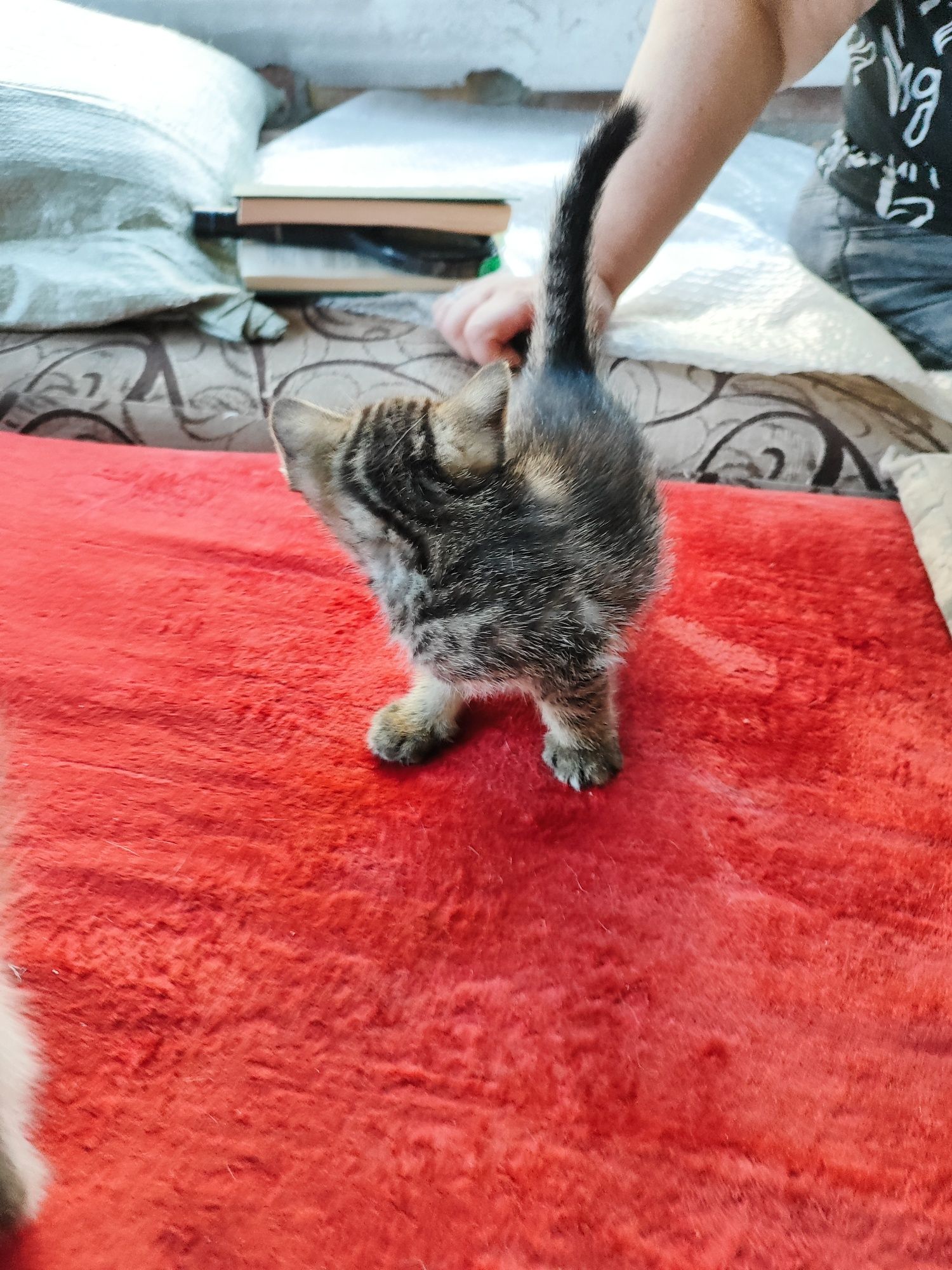 Отдам котят бесплатно