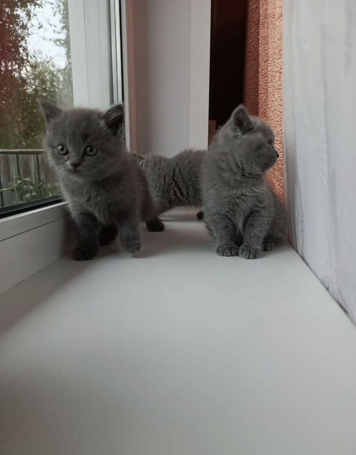 Британские котята