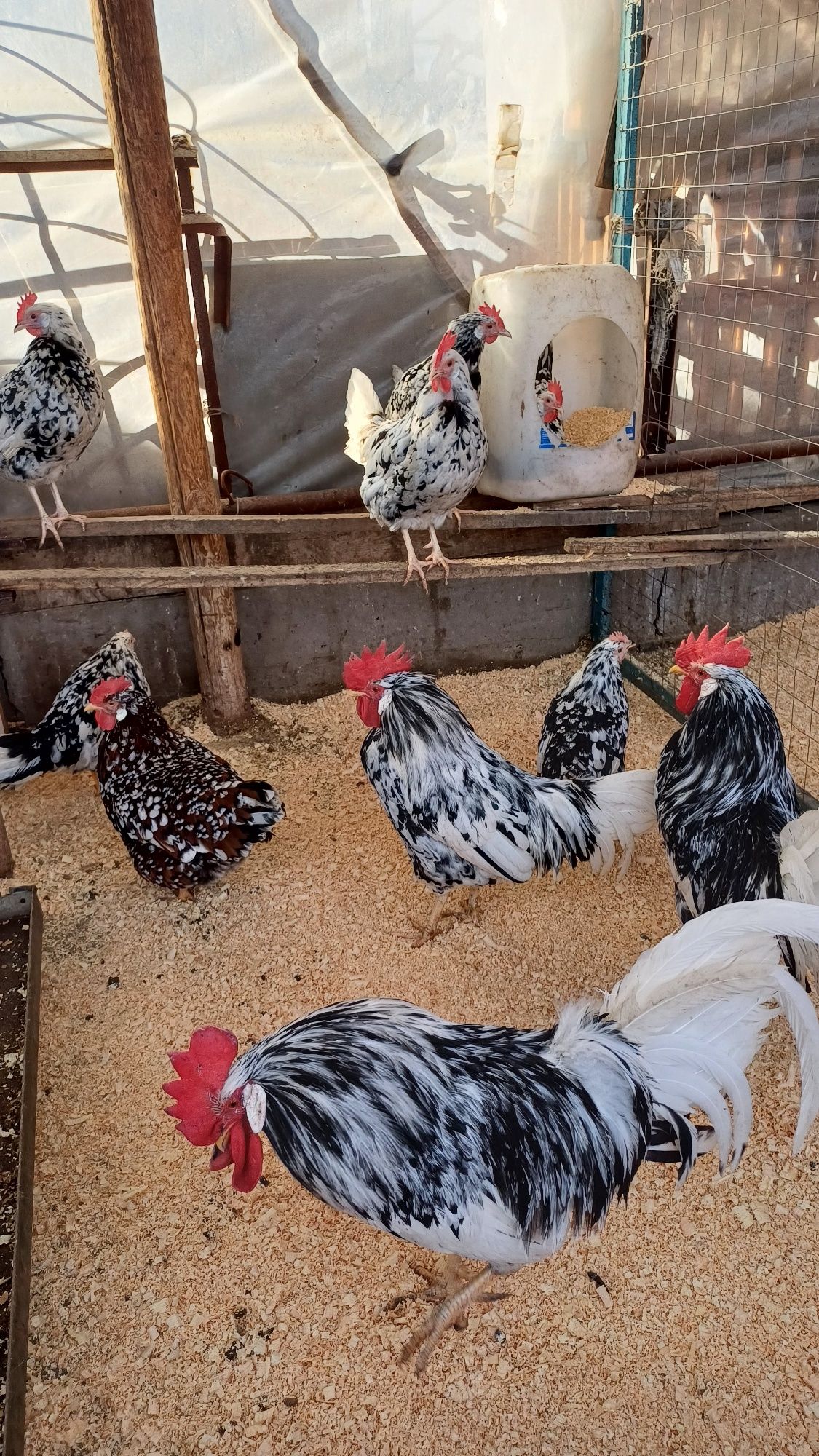 Продам инкубационое яйца Легорн долматинец