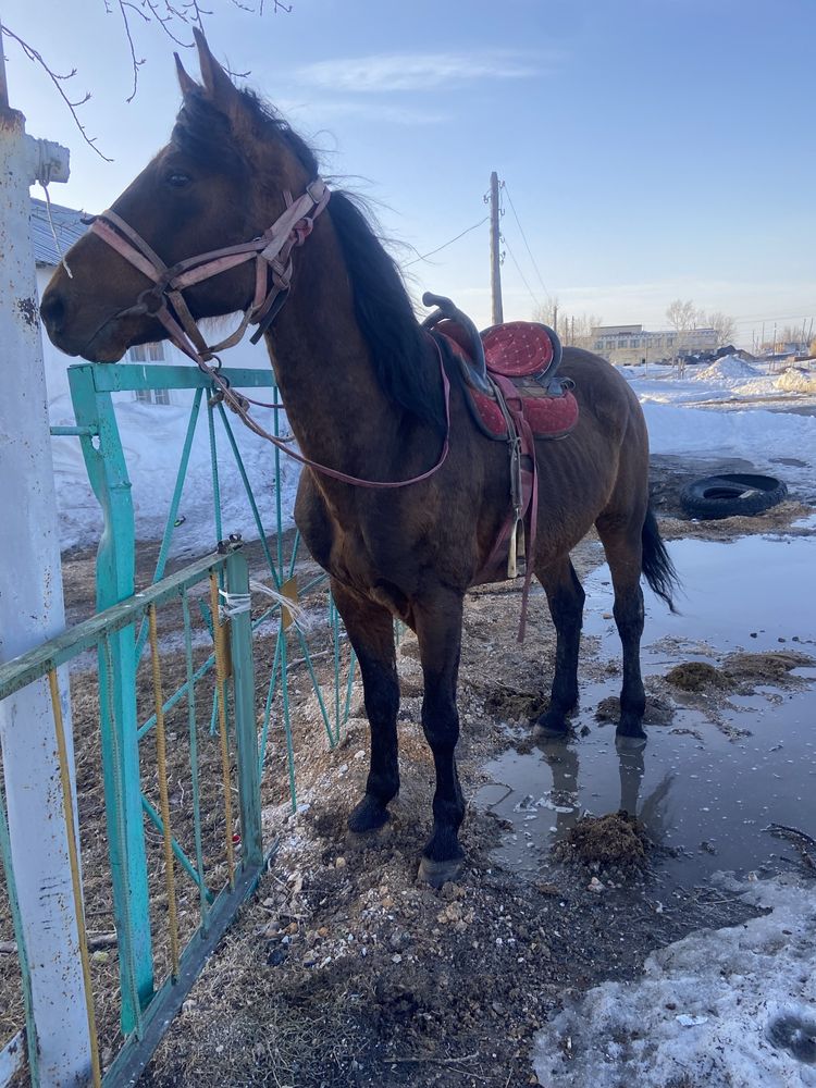 Продам жеребца полукровка
