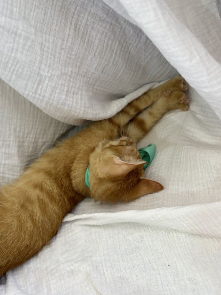 Котенки мальчики, 2 послушных красавца
