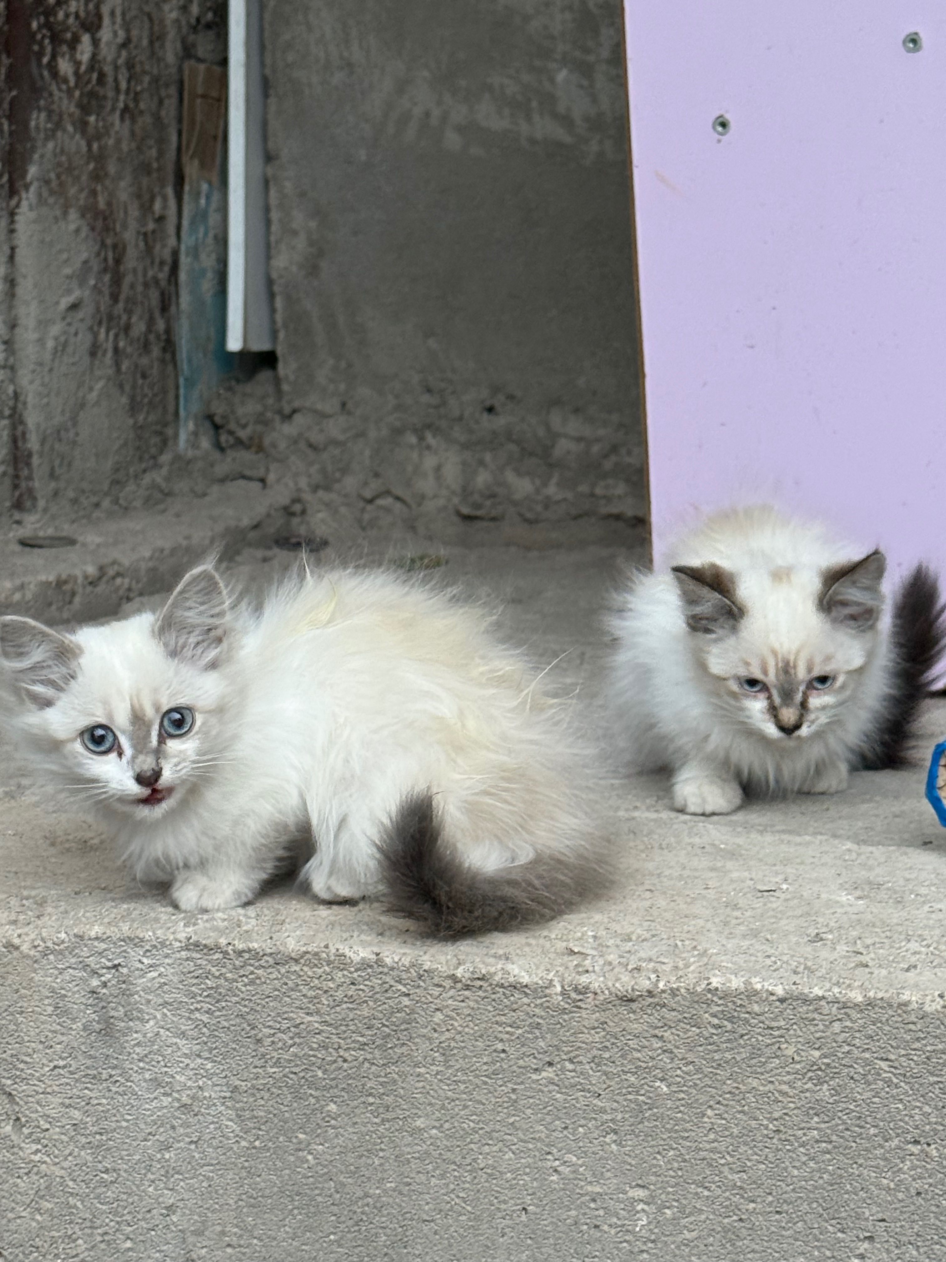 Котята 2 месяцев