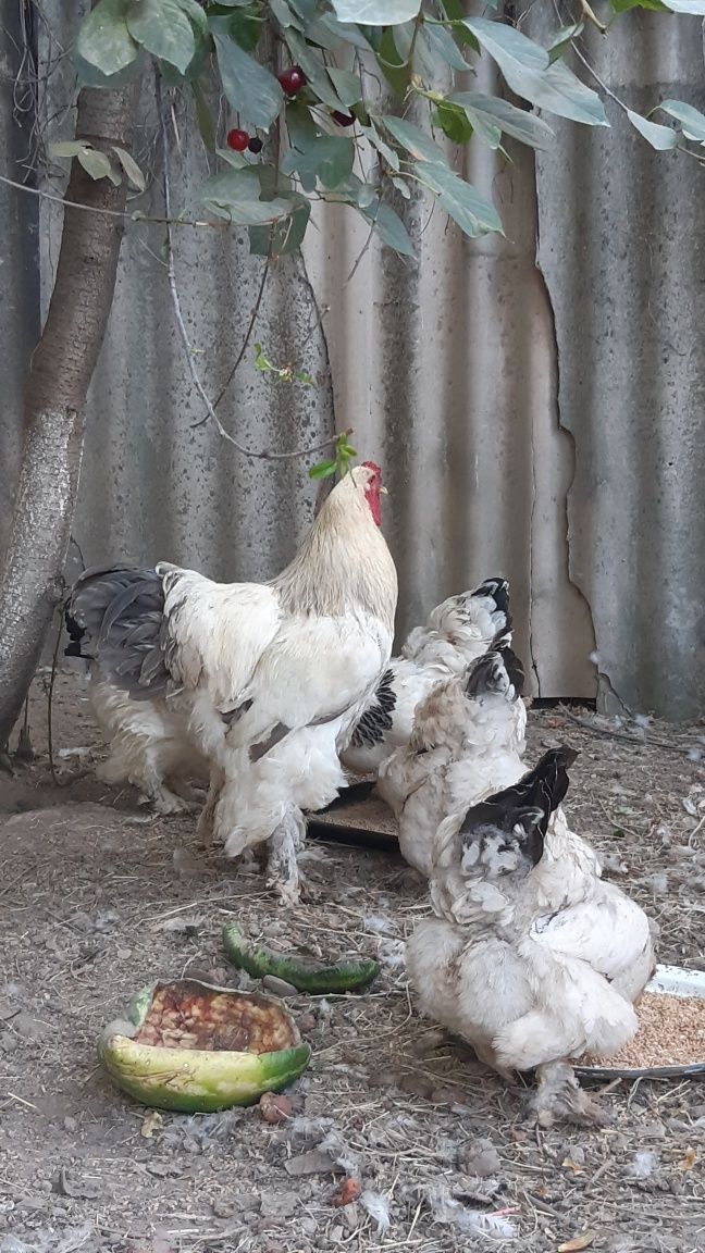 Курицы пород Брама